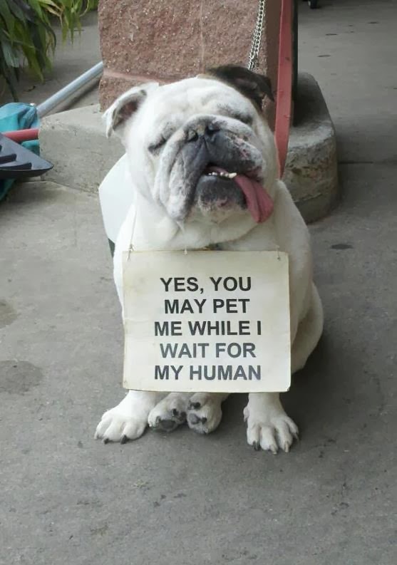 Very funny cats and dog pictures