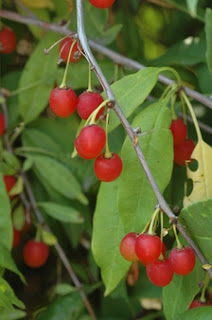 Photograph of Cherry Prinsepia