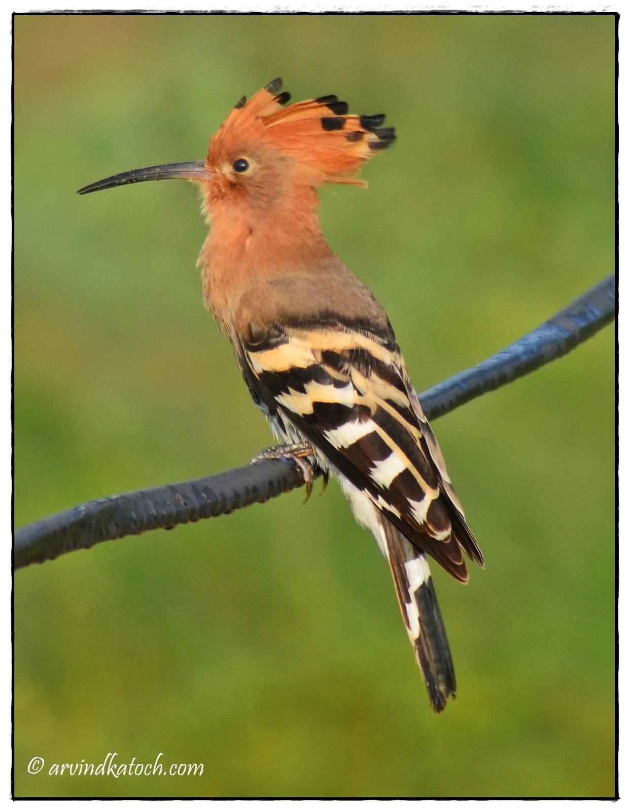 Indian Birds Photography and Details Hoopoe Pictures and Detail