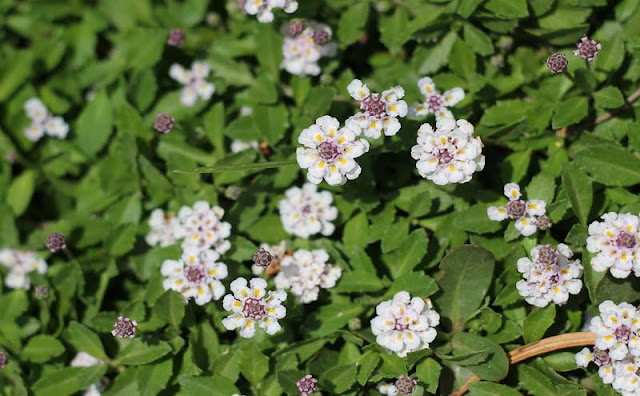 Phyla Canescens Flowers Pictures