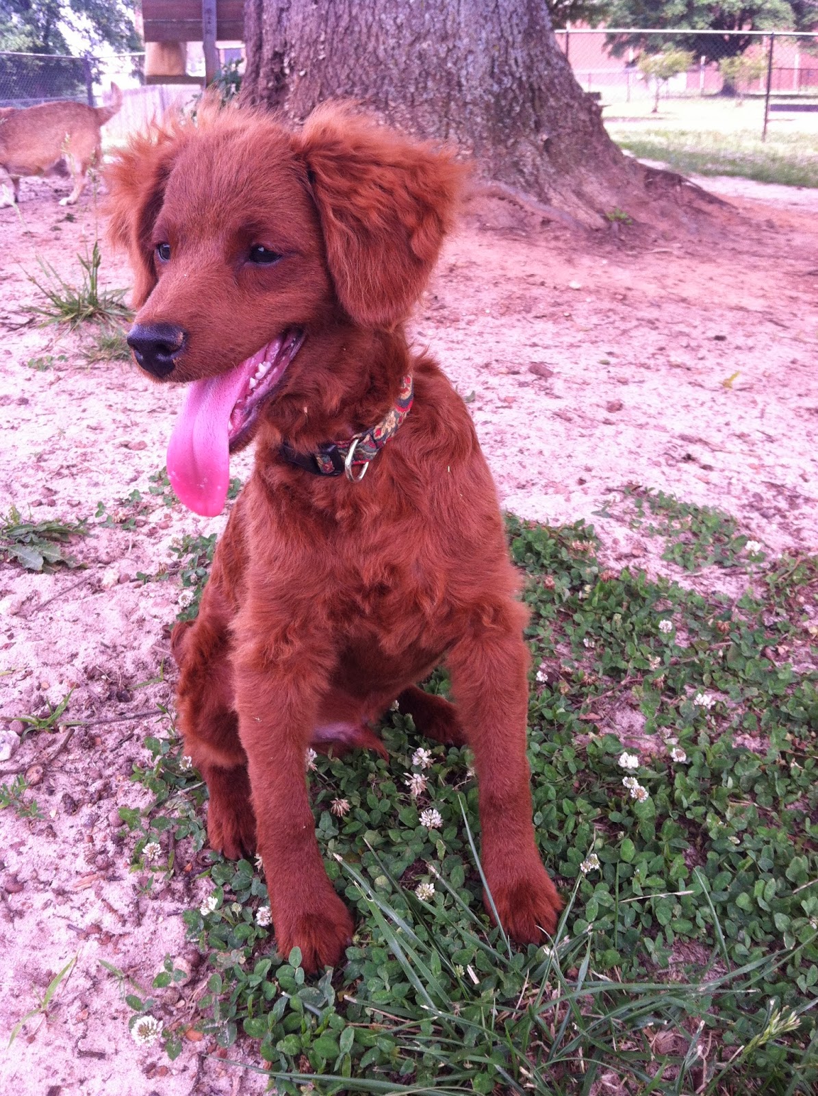 Upcycled Stuff Three Upcycled Dog Toys Made From Tshirts