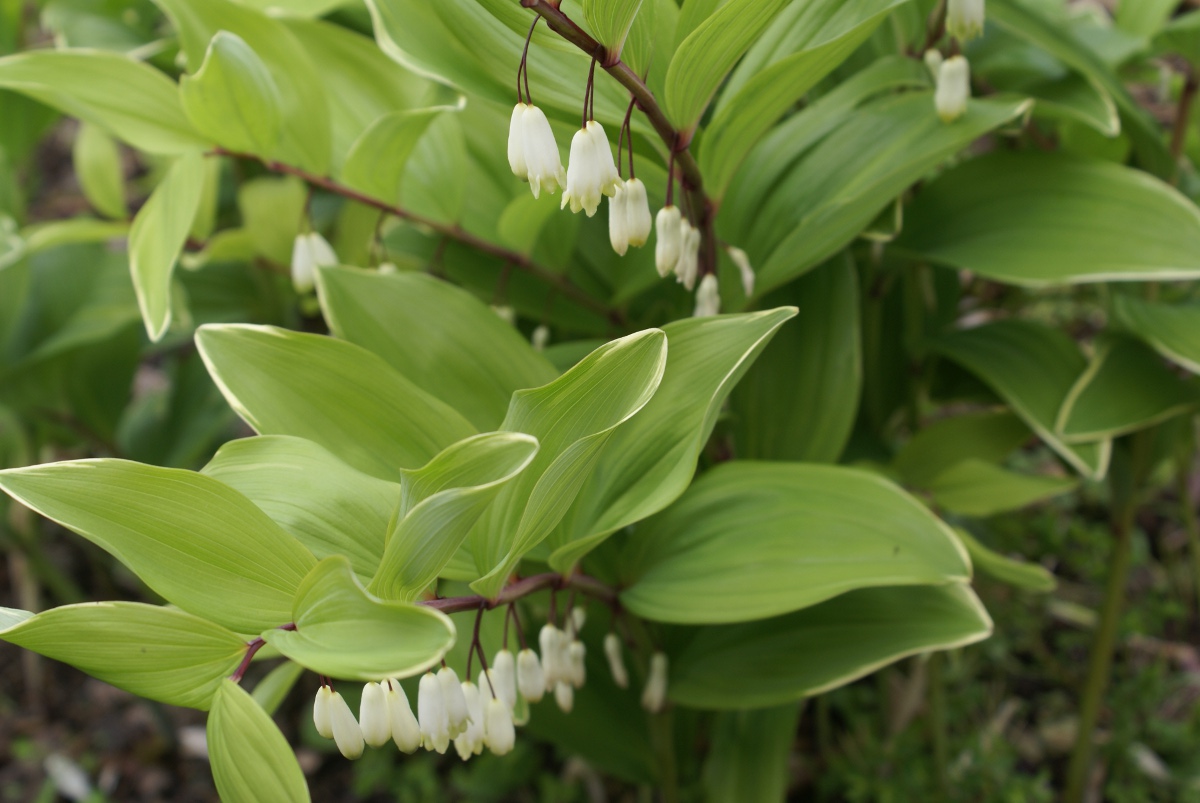 Standard Tree Stock Photos Standard Tree Stock Images Alamy