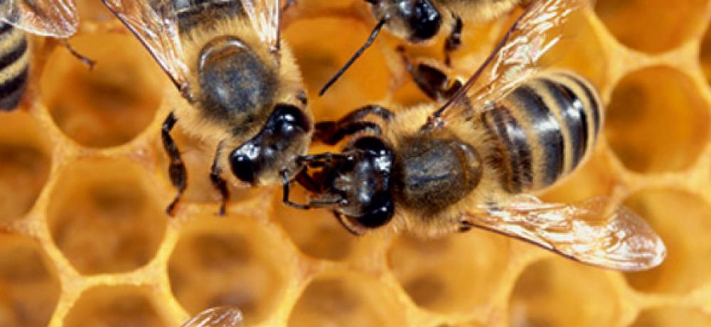 Promueven mayor protección para las abejas