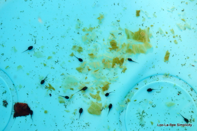 Loolabee Simplicity How to Feed a Tadpole