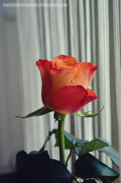 DSC_1452.JPG
