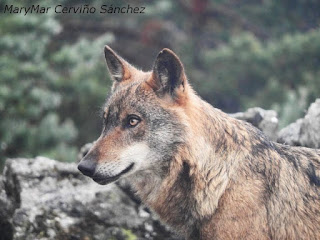 2015-10-06-Robledo%2Bcentro%2Bdel%2BLobo