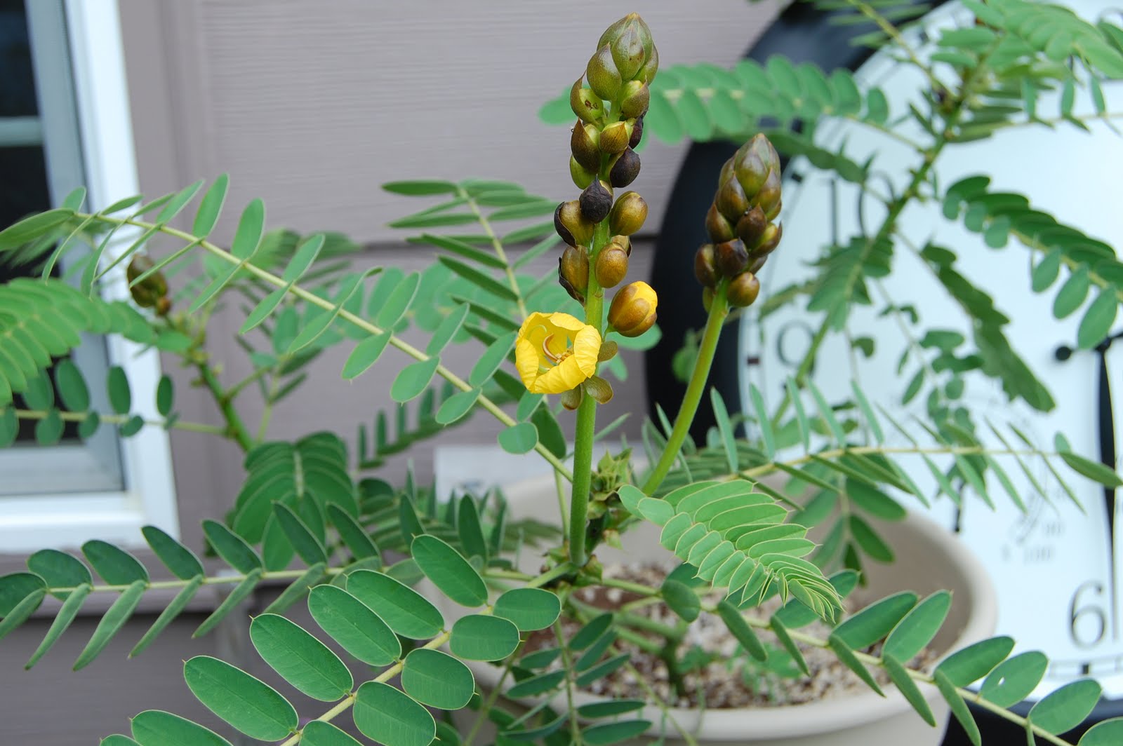 Popcorn Plant Pictures