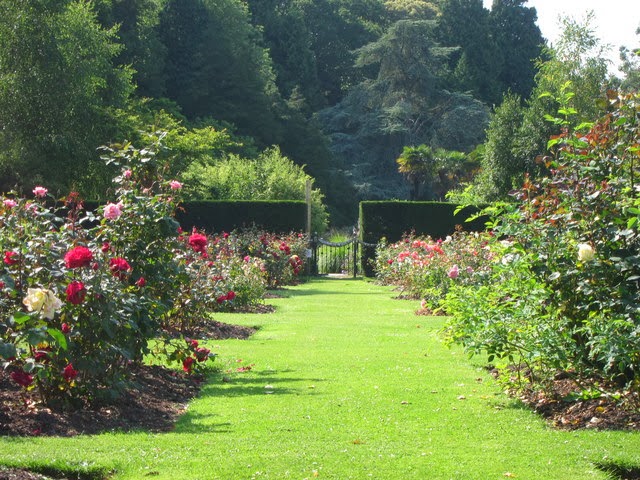 Lovely background for rose garden Rose garden shines with a dark green background