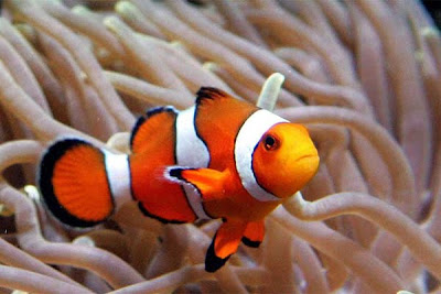 Nemo Fish