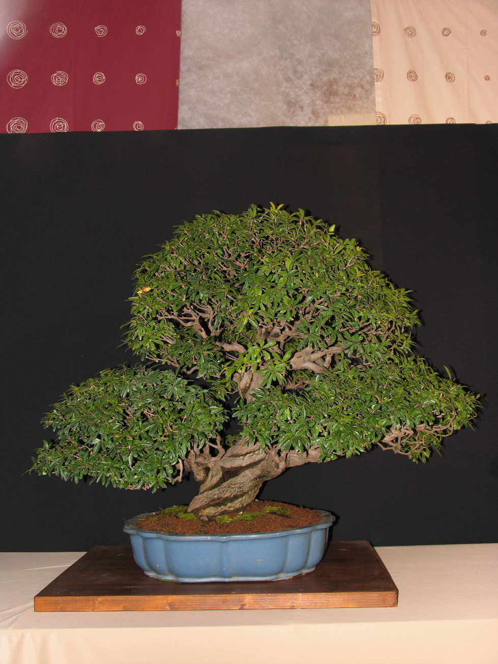 Leaf Brothers Bonsai weekend in Italy, 1 2 October Bonsai