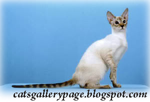 Cats Gallery Brief Information About Colorpoint Shorthair Cat