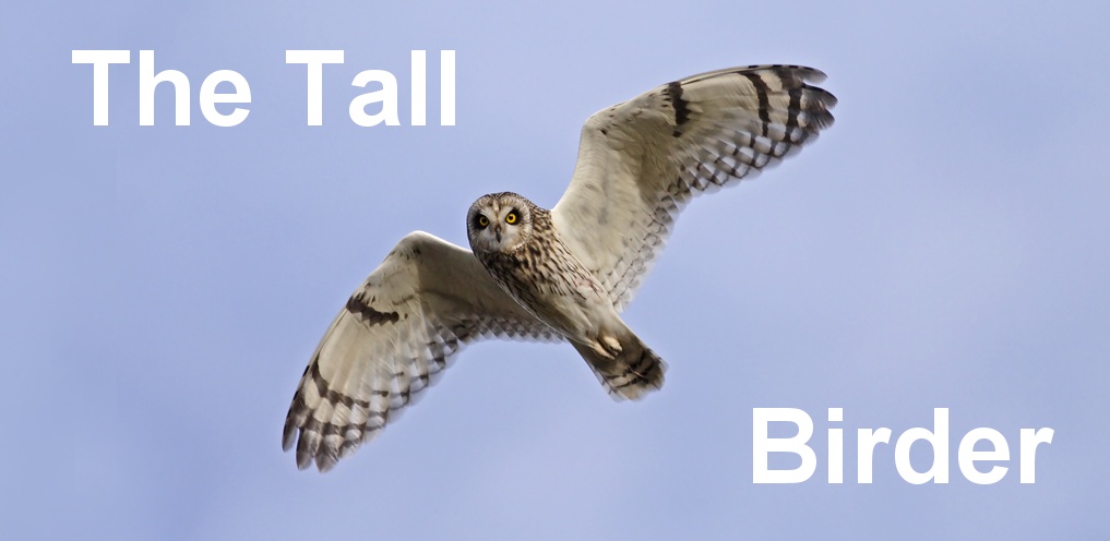 The Tall Birder