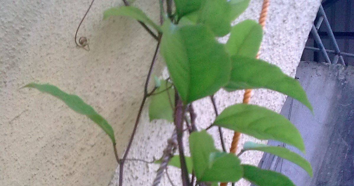 Garden Care Simplified The Passion Fruit Climber