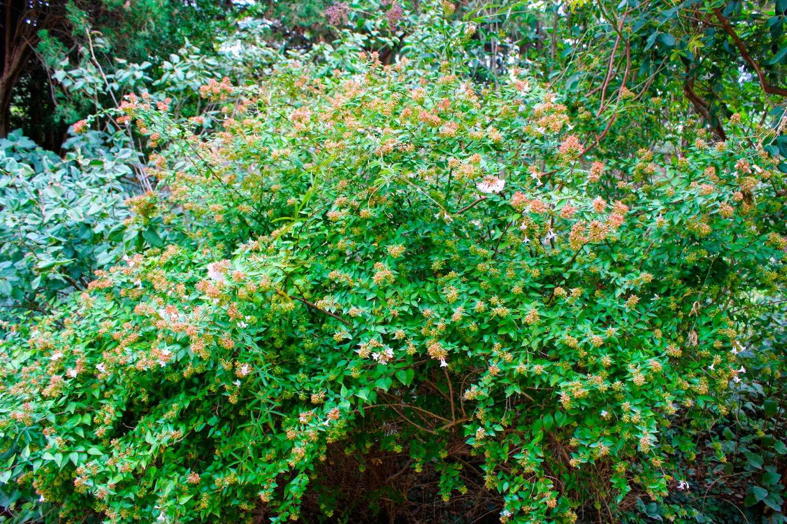 Abelia Abelia Grandiflora Directplant