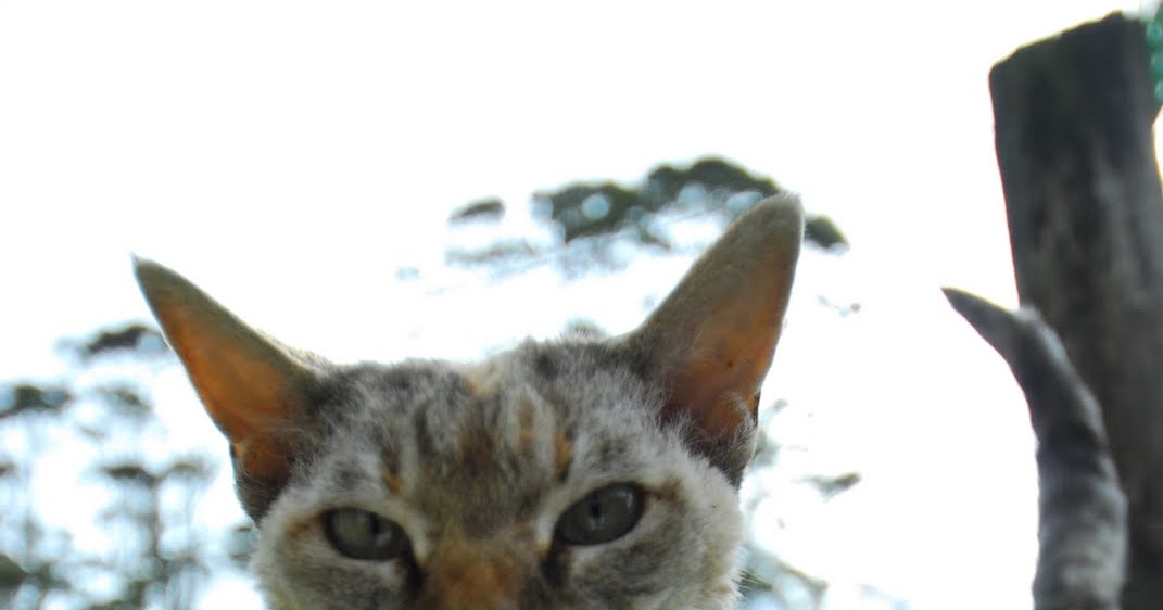 Cat from Kerikeri {New Zealand} Traveling Cats Travel Pictures of Cats