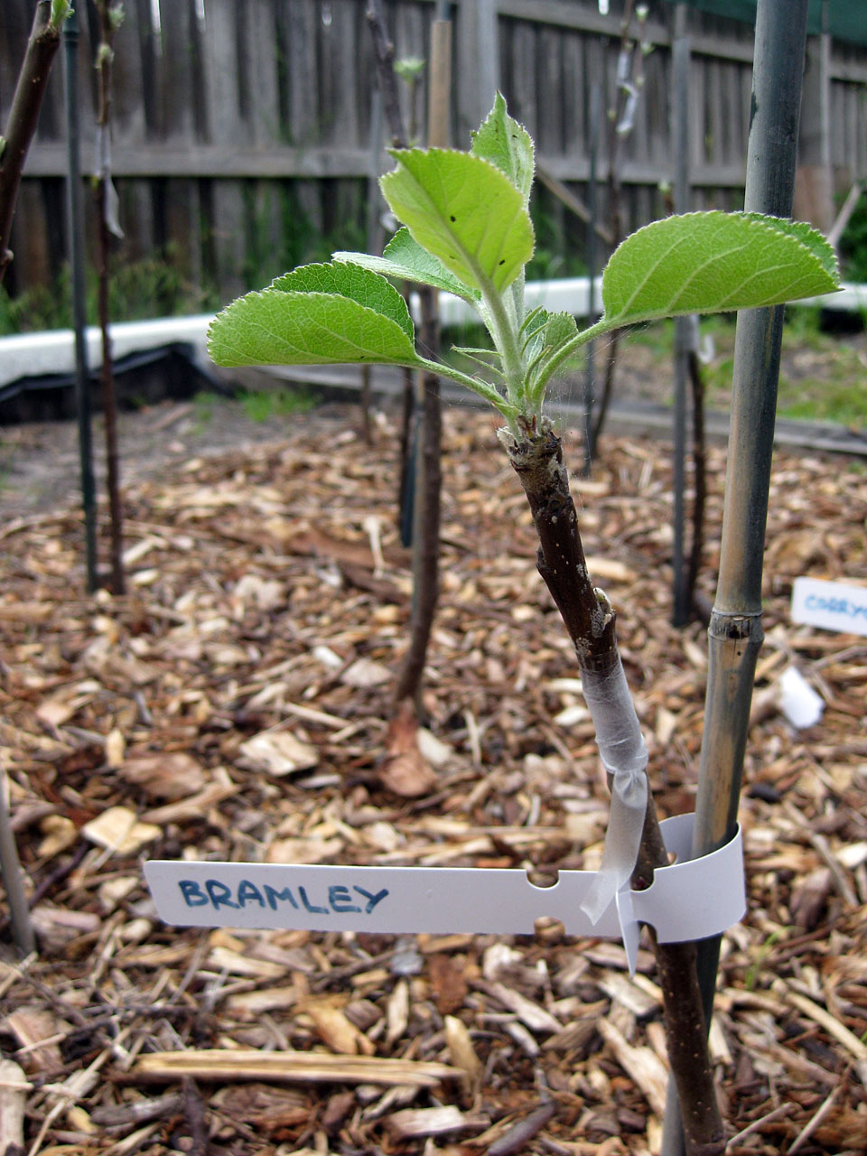 The Night Gardener Apple Graft Progress