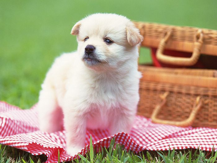Beautiful Puppies Wallpapers