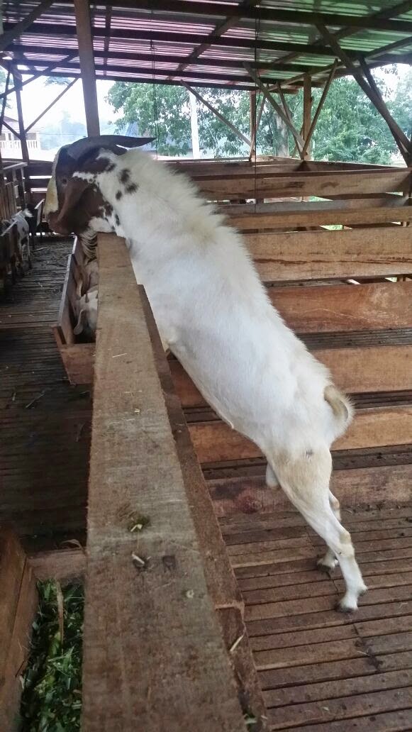 Kambing Aqiqah Dan Korban Di Temerloh June 2015