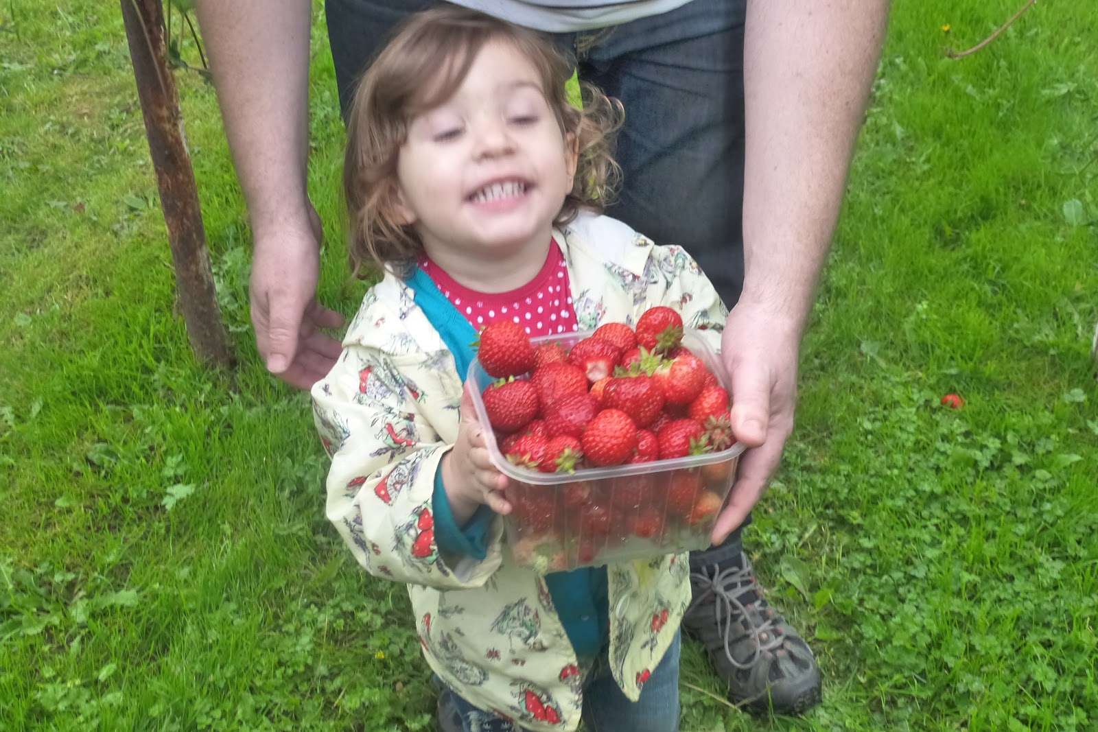 Strawberry picking in Suffolk