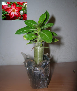 Adenium obesum - Page 11 Cynthia+plant