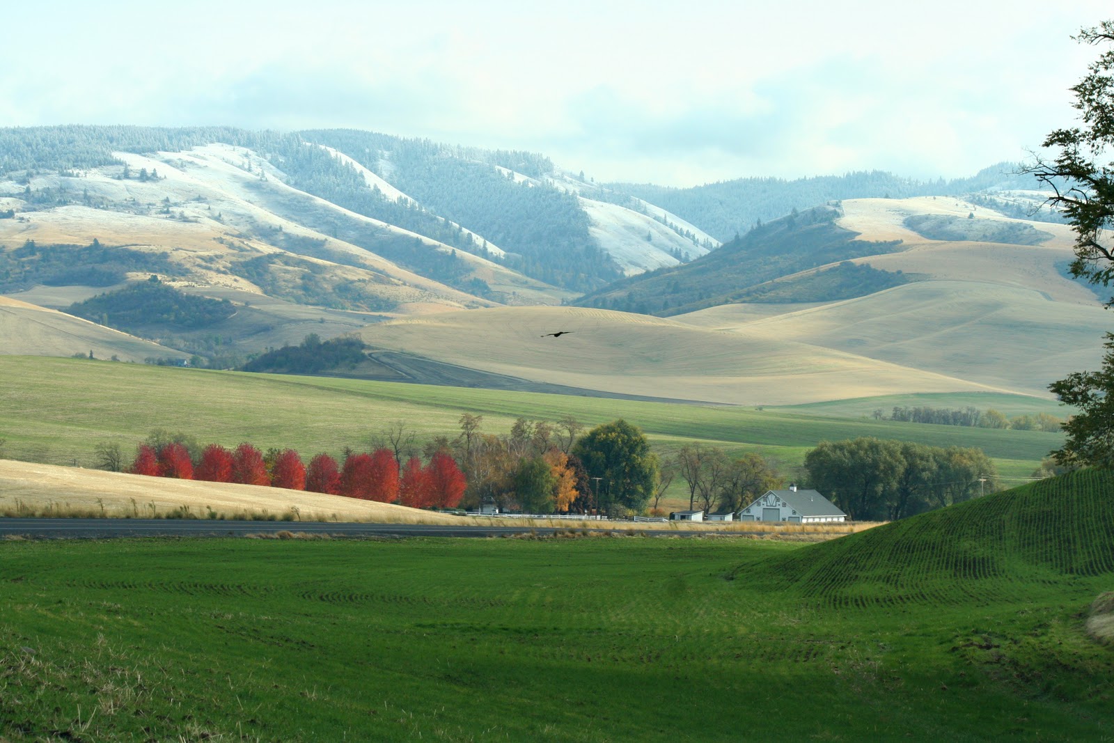 Blue mountain casino walla walla