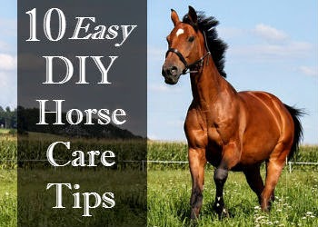 DIY Horse Care Tips