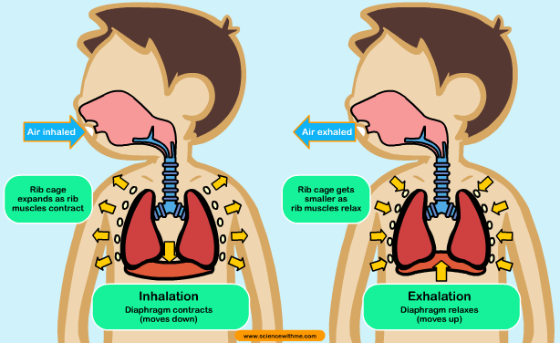 Ana U00b4s English Classes Science Unit 2 Human Respiration
