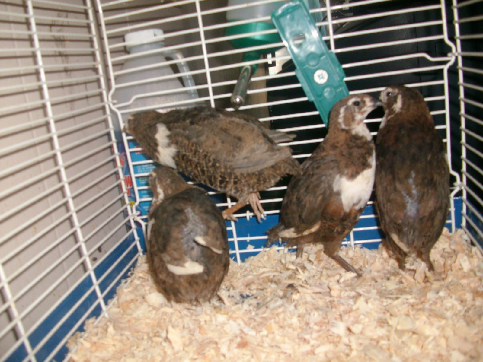 My Button Quail Adventures!!! New additions to my quail addiction!^_^