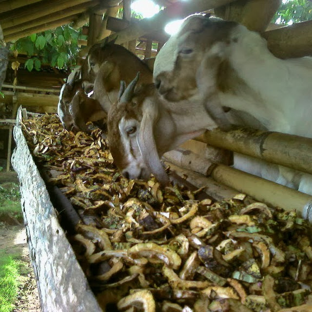 Tetes Tebu Murah Harga Tetes Tebu Manfaat Tetes Tebu Untuk Ternak