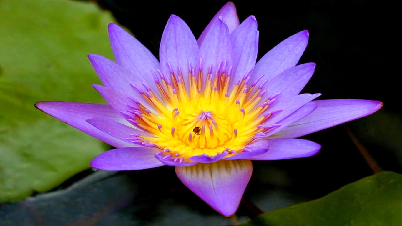 Blue Lotus (or blue Egyptian lotus), Blue Water lily (or blue Egyptian