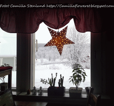 Stjärnor, julstjärnor, stjärnor av pinnar och plåt... Stjarna