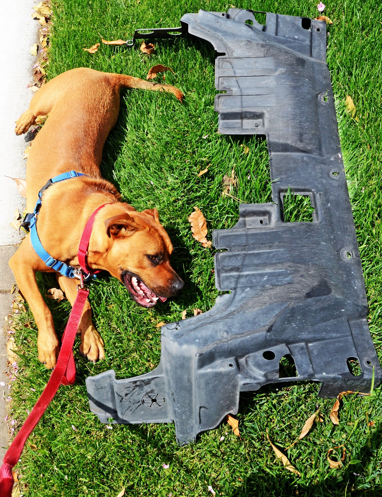 Dog Walking Volunteering Sf Dog Walking Volunteering Sf