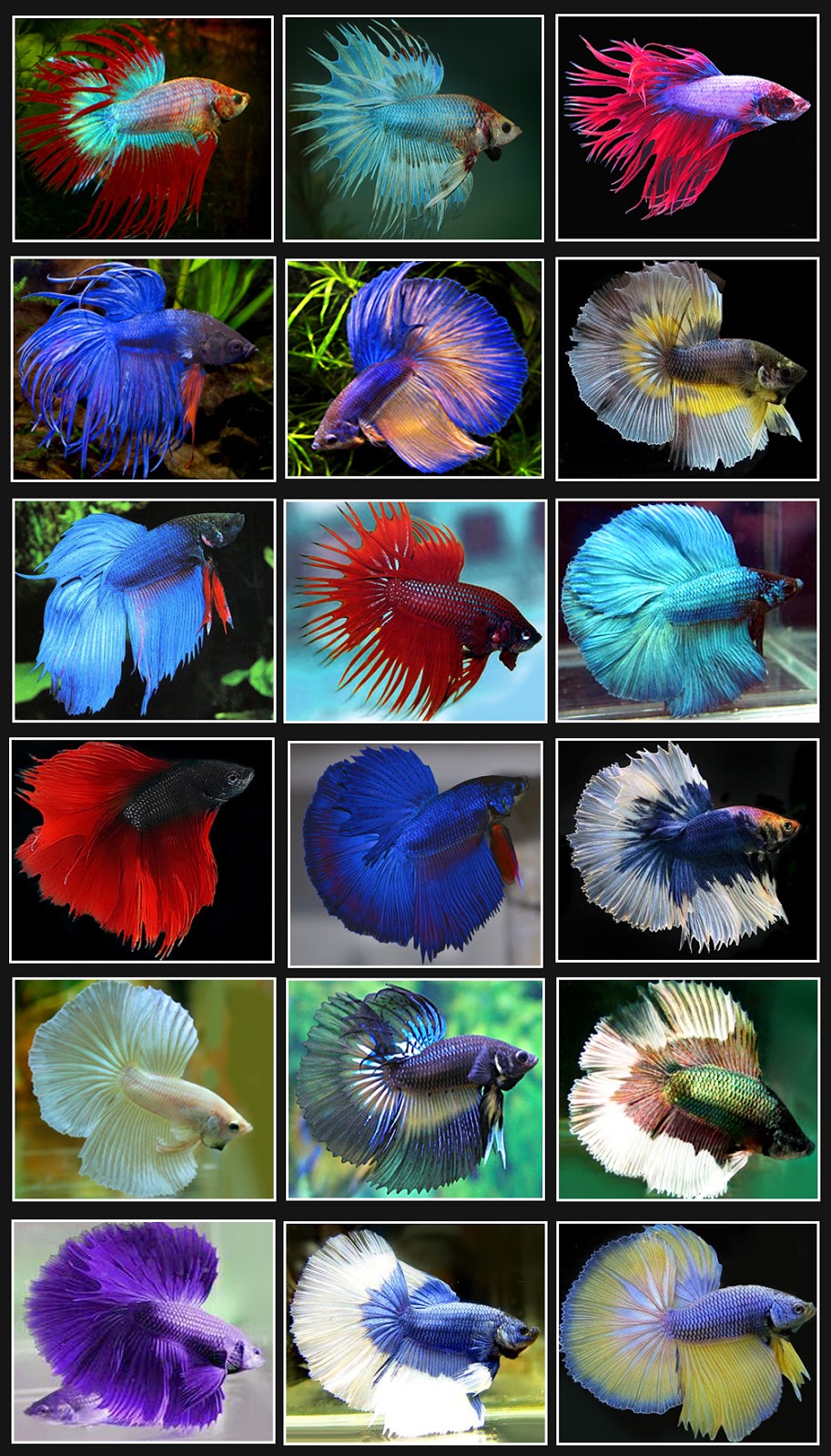 Siamese Fighting Fish Betta splendens Nice Betta