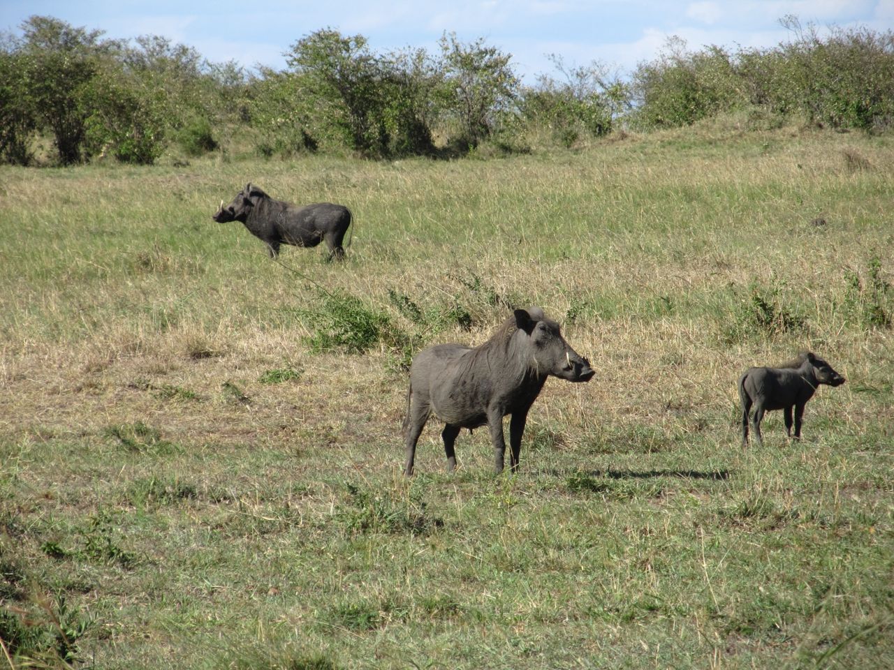Adventures in Onionism I live in Kenya. Here are some photos of