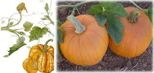 Can Pumpkin Cause Diarrhea In Dogs Can Pumpkin Cause Diarrhea In Dogs