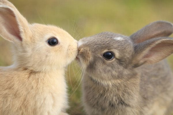 two_bunnies_kissing.jpg