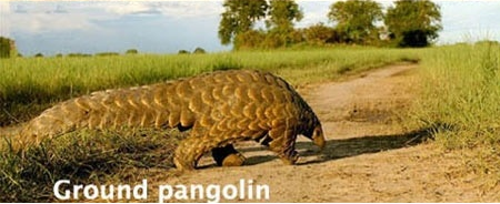 Ground Pangolin