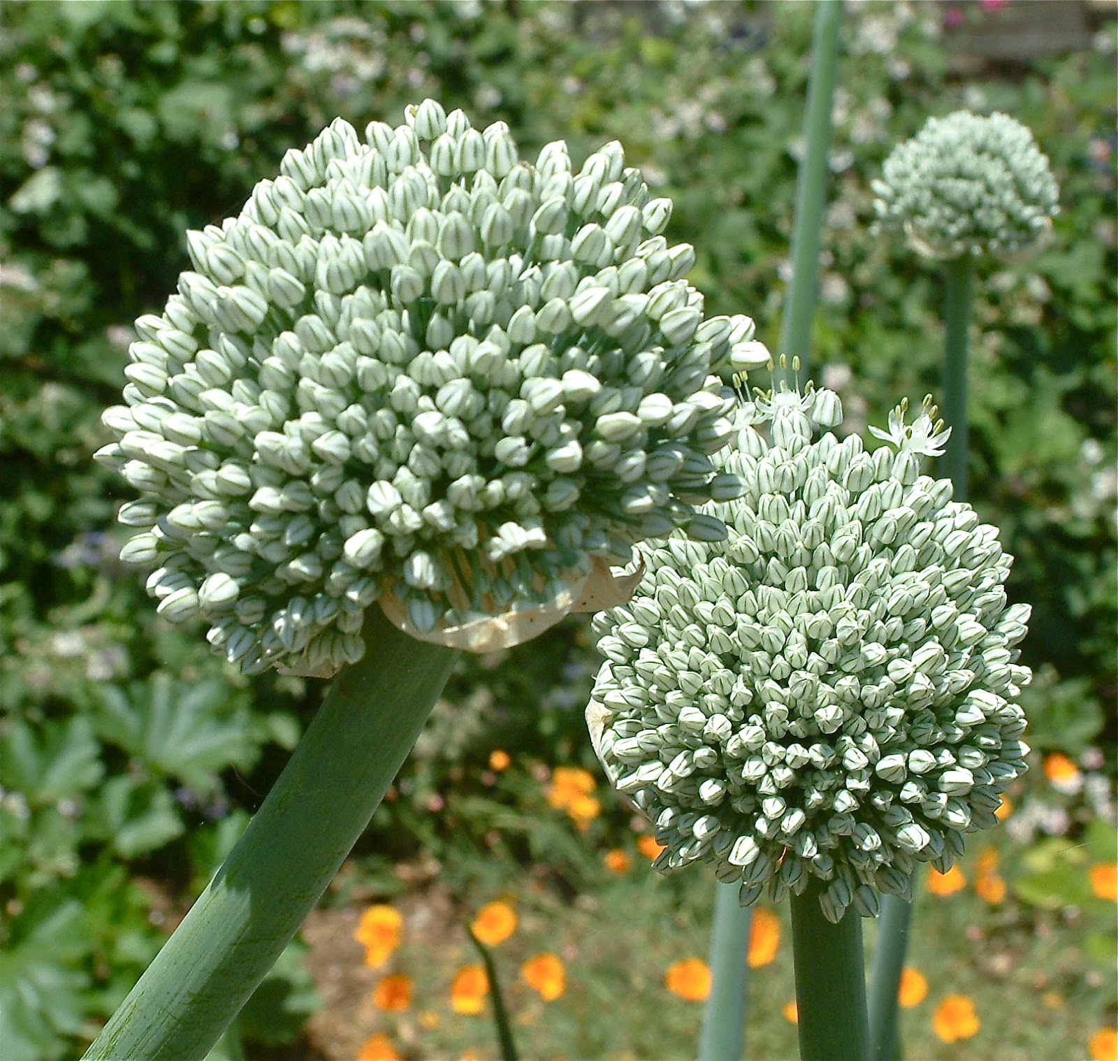 My Recession Kitchen&hellip;and garden August 2009