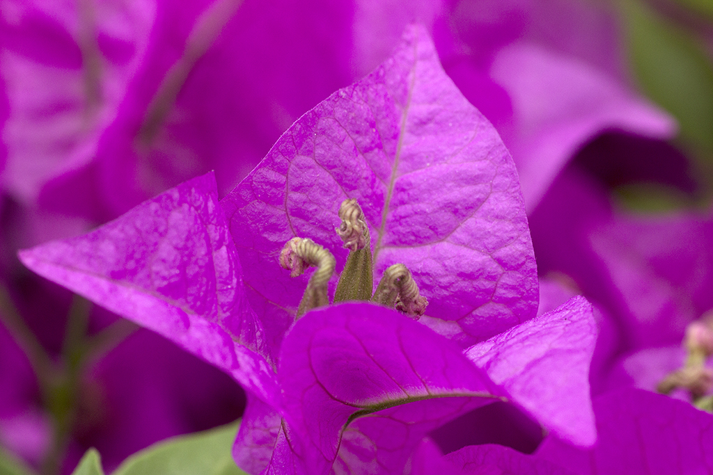 Fotografía macro flores buganvilla Fotografía macro flores buganvilla