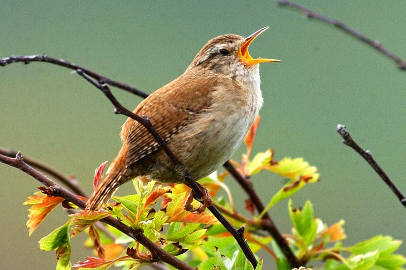 Awakenings Leave it to the birds!