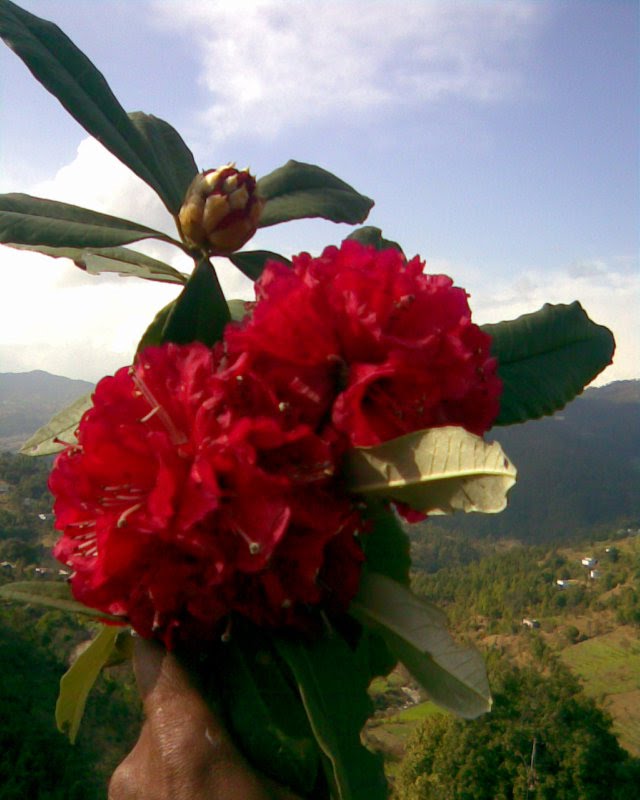Manoj Joshi Buransh Flower Beauty of Uttarakhand
