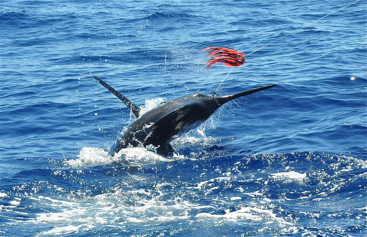 Stockholm Specimen Hunter's Group: Marlin fishing; Puerto Rico, Gran