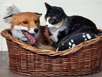 fox-cat.jpg