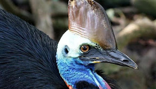 melihat lebih dekat keindahan burung kasuari