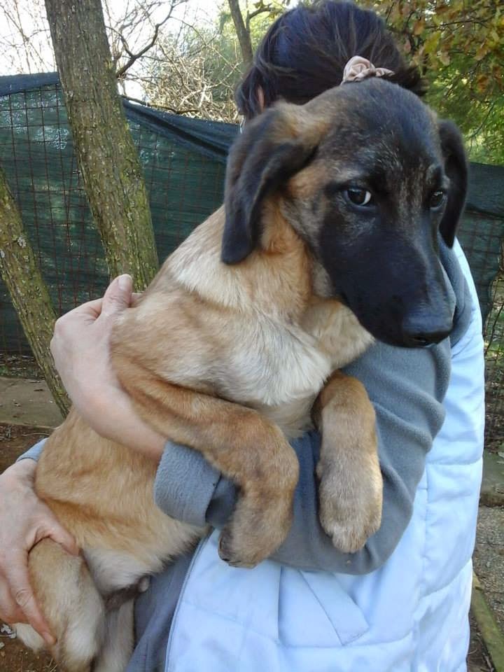 Cucciola Incrocio Pastore Tedesco