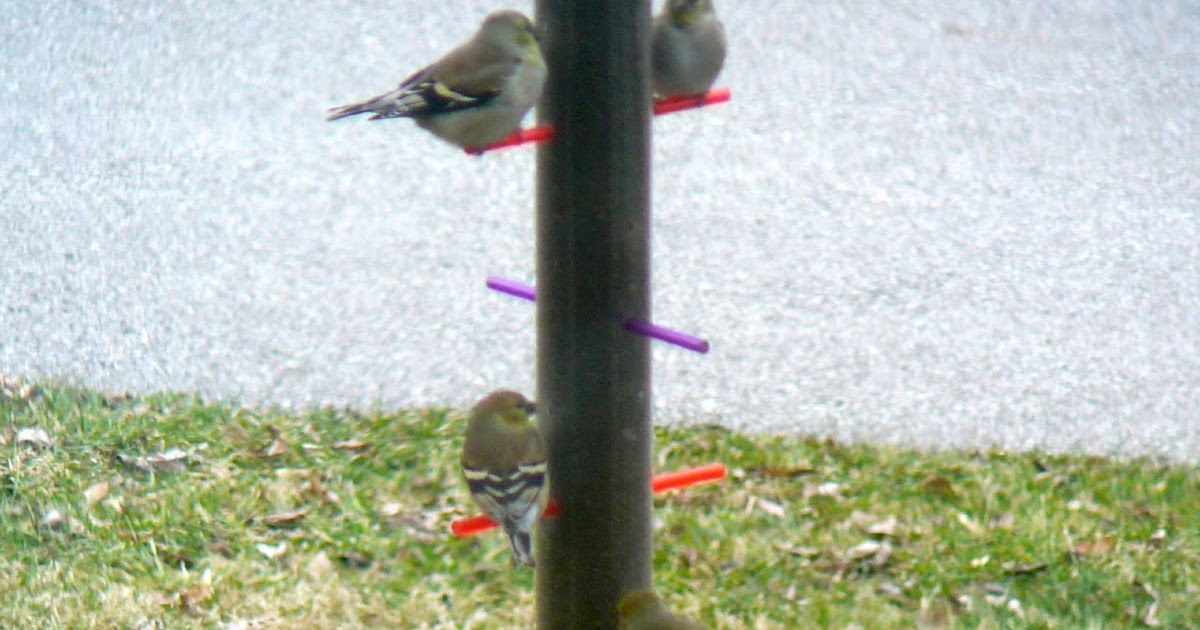 The Hidden Pantry: American Goldfinches on A Winter Day