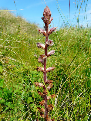 Broomrape SP., Birkdale