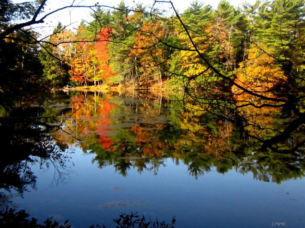 Plants Amaze Me Fall Color at Ludington State Park