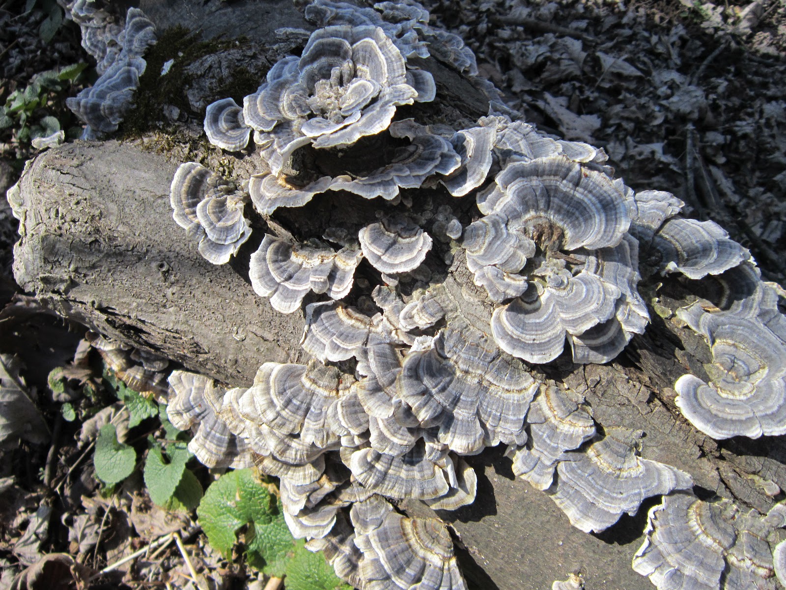 Earth Only. A Nature Blog. Shelf Fungi Pictures/Ecology/Uses/Helpful