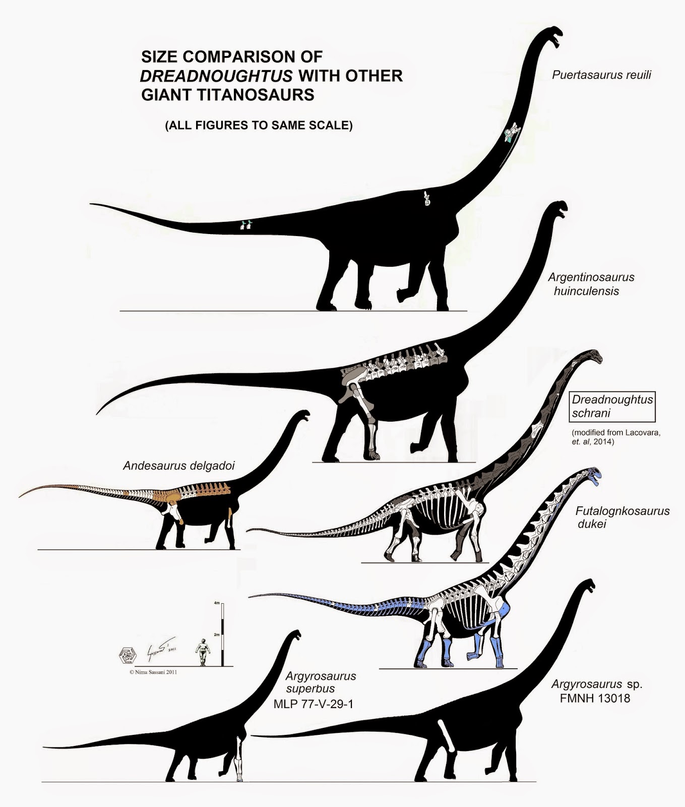 titanosaurs%2Bdreadnoughtus.jpg